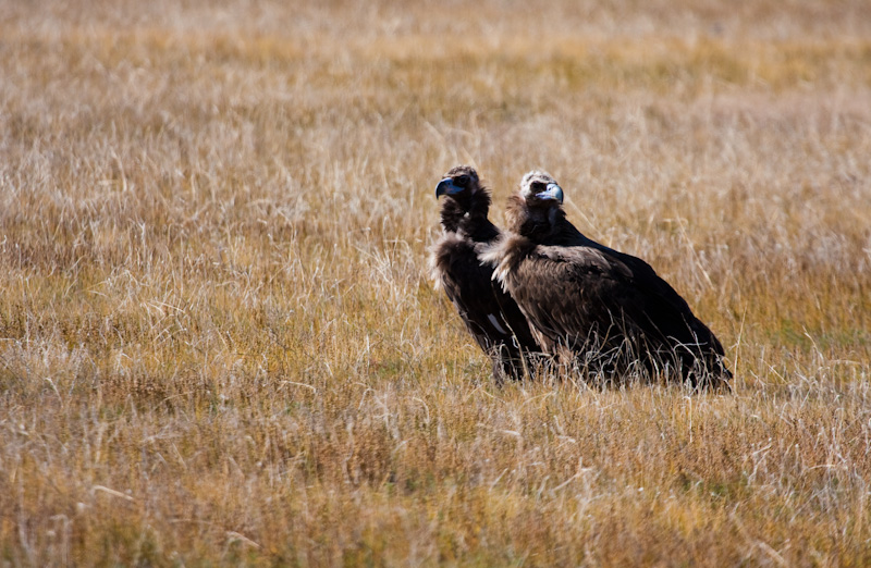 Cinareous Vultures